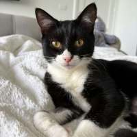 Photo of Sylvie *9 Lives Project Rescue*