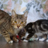 Photo of Daisy & Momo @ Pe Tstock Prahran!