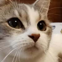 Photo of Faye ^^Dandy Cat Rescue^^