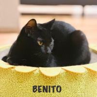 Photo of Benito