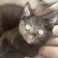 Photo of Hex   In Foster In Cranbourne