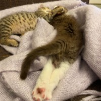 Photo of Willard ^^Dandy Cat Rescue^^