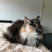 Photo of Dollie