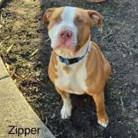 Photo of Zipper
