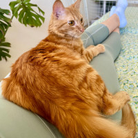Photo of Ketchup