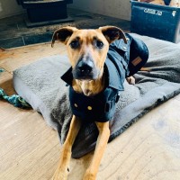 Photo of Dexter