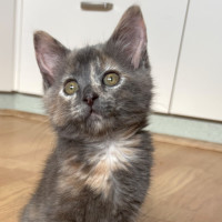 Photo of Kuromi
