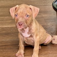 Photo of Futurama Pups