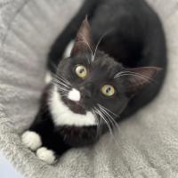 Photo of Violette