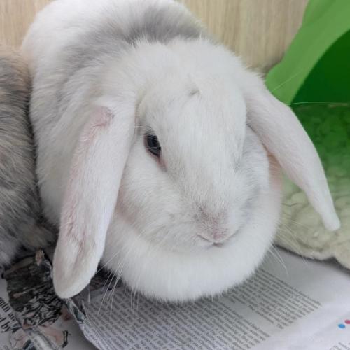 🥖 Baguette 6961 🥖 - Lop Eared Rabbit