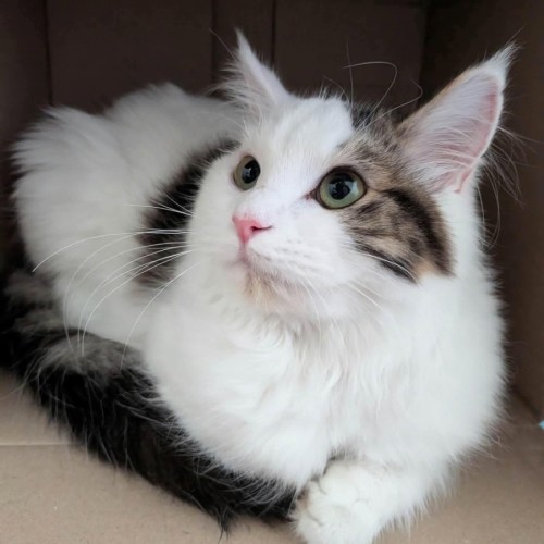 Catniss - Domestic Short Hair (DSH) Cat