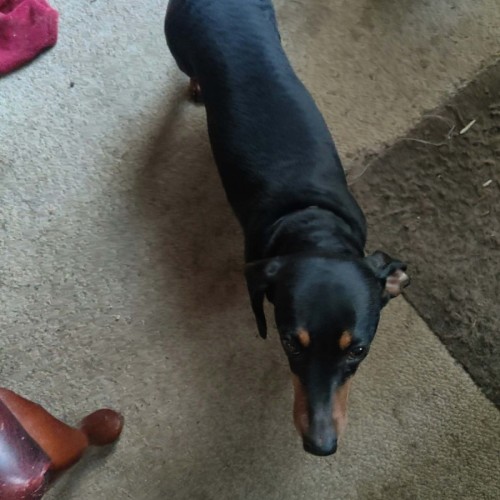 Harvey Dent - Dachshund Dog