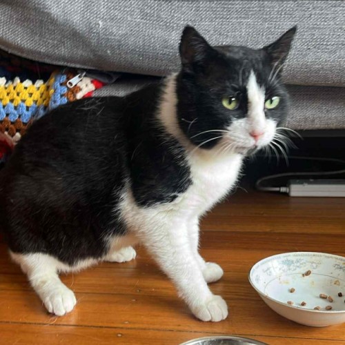 Newspaper  - Domestic Short Hair (DSH) Cat