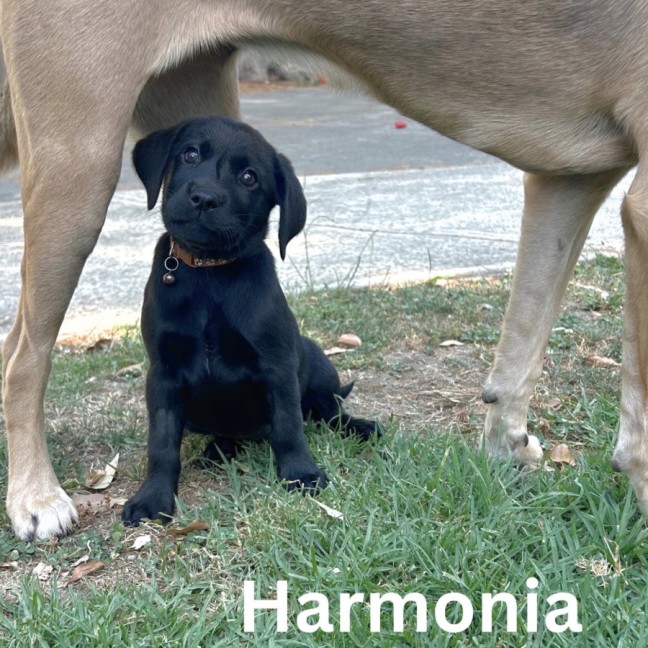 Photo of Thanatos Litter