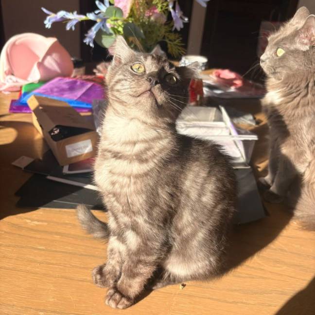 Photo of Dumpling 
