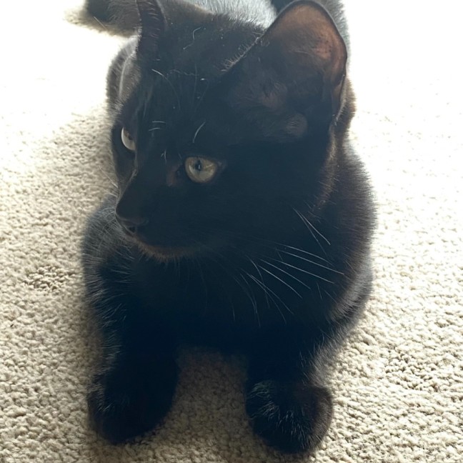 Photo of Piper   Reduced Adoption Fee