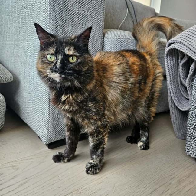 Photo of Gypsy   In Foster Care In Cremorne