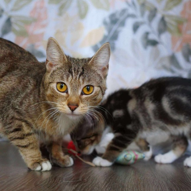 Photo of Daisy & Momo @ Pe Tstock Prahran!