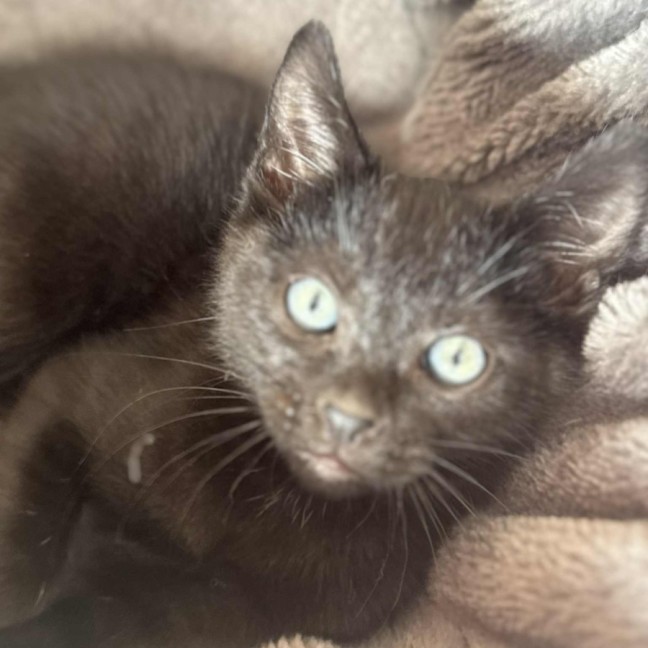 Photo of Hex   In Foster In Cranbourne