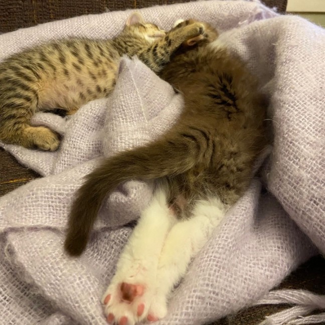 Photo of Willard ^^Dandy Cat Rescue^^