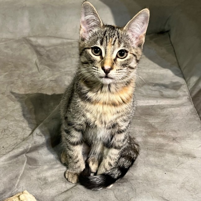 Photo of Tinx ** 2nd Chance Cat Rescue**