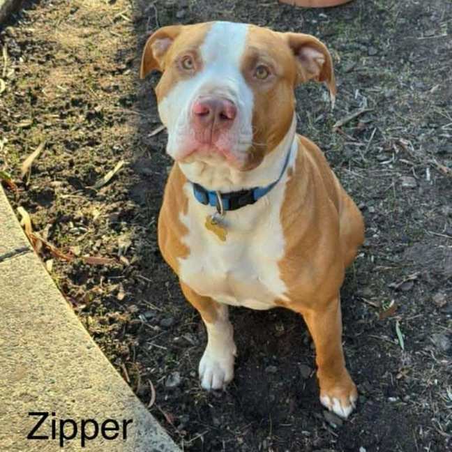 Photo of Zipper