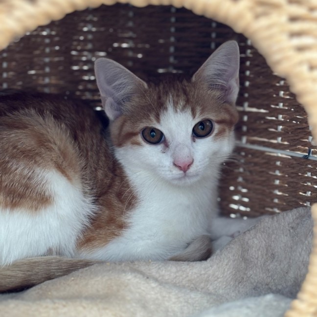 Photo of 🧡Arisaka🧡