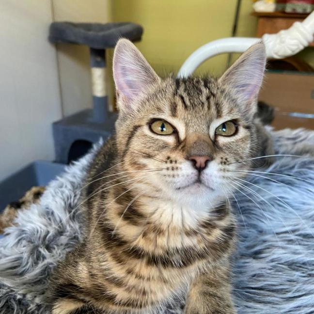 Photo of Lydia ^^Dandy Cat Rescue^^