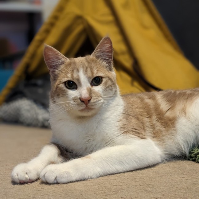 Photo of Jabba (Located In Coburg)