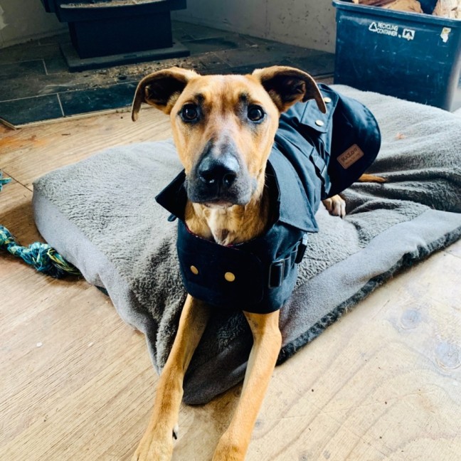 Photo of Dexter