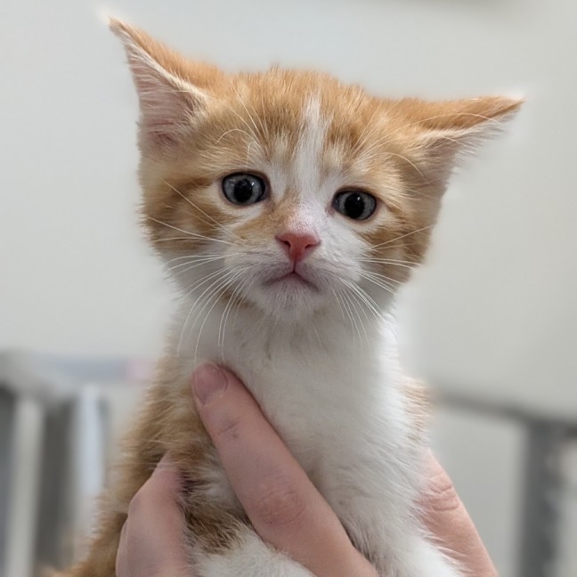 Photo of Secret Sauce 