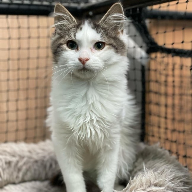 Photo of Speedy**2nd Chance Cat Rescue**