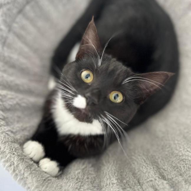 Photo of Violette