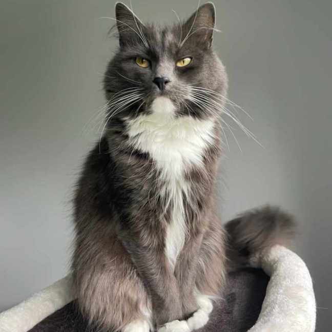 Photo of Rosie ** 2nd Chance Cat Rescue**