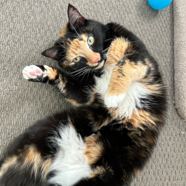 Photo of Milly *9 Lives Project Rescue*