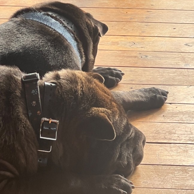 Photo of Obi