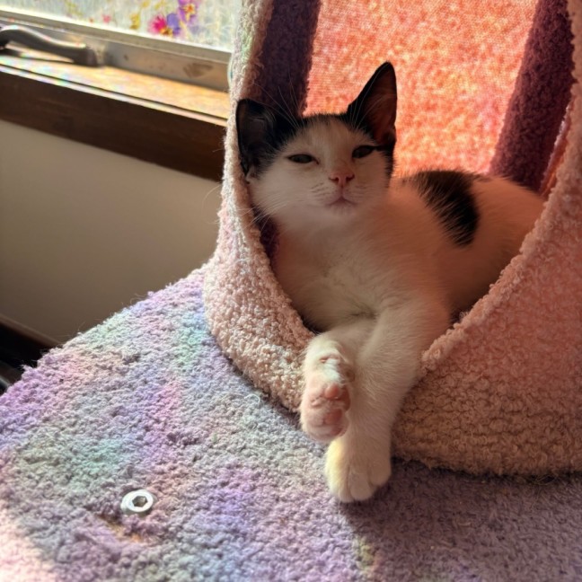 Photo of Emmy