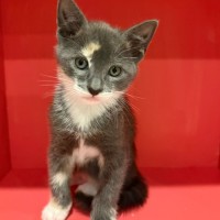 Photo of Olive