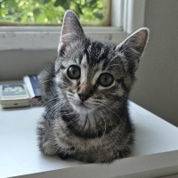 Photo of Waratah ^^Dandy Cat Rescue^^