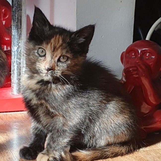 Photo of Blanch 🌸