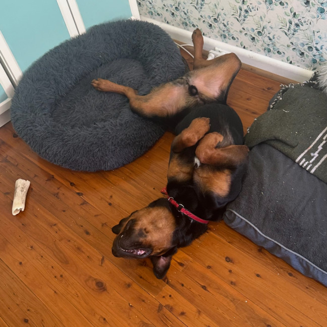 Photo of Enzo 