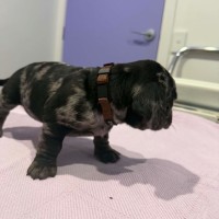 Photo of Onyx