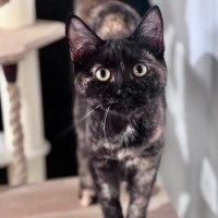 Photo of Aelia