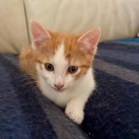 Photo of Carmelo 