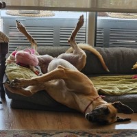 Photo of Bella, The Greyhound