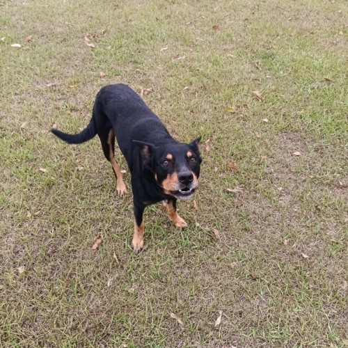 Maiko  - Australian Kelpie Dog