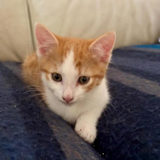 Photo of Carmelo 