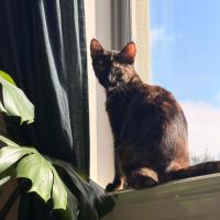 Photo of Panther