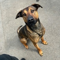 Photo of Sampson