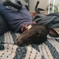 Photo of Fonzie, The Greyhound 